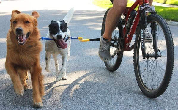 bike tow leash